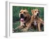 Domestic Dogs, Pit Bull Terrier with Puppy-Adriano Bacchella-Framed Photographic Print