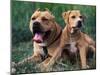 Domestic Dogs, Pit Bull Terrier with Puppy-Adriano Bacchella-Mounted Photographic Print