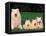 Domestic Dogs, Samoyed Family Panting and Resting on Grass-Adriano Bacchella-Framed Stretched Canvas