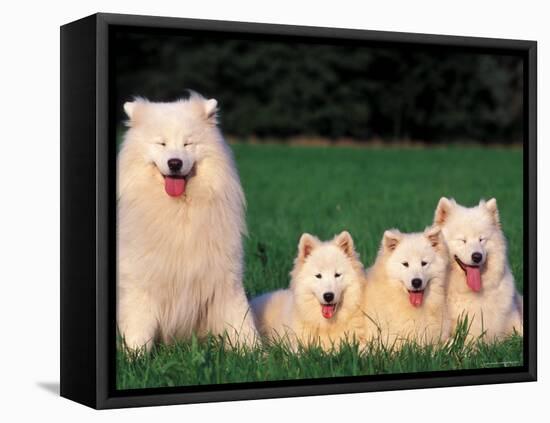 Domestic Dogs, Samoyed Family Panting and Resting on Grass-Adriano Bacchella-Framed Stretched Canvas