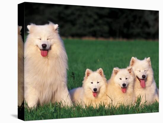 Domestic Dogs, Samoyed Family Panting and Resting on Grass-Adriano Bacchella-Stretched Canvas
