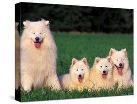 Domestic Dogs, Samoyed Family Panting and Resting on Grass-Adriano Bacchella-Stretched Canvas