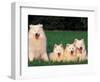 Domestic Dogs, Samoyed Family Panting and Resting on Grass-Adriano Bacchella-Framed Premium Photographic Print