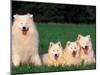 Domestic Dogs, Samoyed Family Panting and Resting on Grass-Adriano Bacchella-Mounted Premium Photographic Print