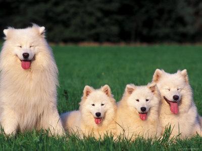 samoyed panting