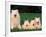 Domestic Dogs, Samoyed Family Panting and Resting on Grass-Adriano Bacchella-Framed Photographic Print