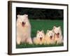 Domestic Dogs, Samoyed Family Panting and Resting on Grass-Adriano Bacchella-Framed Photographic Print