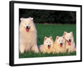 Domestic Dogs, Samoyed Family Panting and Resting on Grass-Adriano Bacchella-Framed Photographic Print