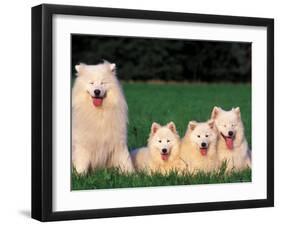 Domestic Dogs, Samoyed Family Panting and Resting on Grass-Adriano Bacchella-Framed Photographic Print