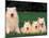 Domestic Dogs, Samoyed Family Panting and Resting on Grass-Adriano Bacchella-Mounted Photographic Print