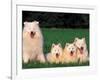 Domestic Dogs, Samoyed Family Panting and Resting on Grass-Adriano Bacchella-Framed Photographic Print