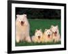 Domestic Dogs, Samoyed Family Panting and Resting on Grass-Adriano Bacchella-Framed Photographic Print