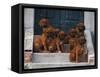 Domestic Dogs, Seven Rhodesian Ridgeback Puppies Sitting on Steps-Adriano Bacchella-Framed Stretched Canvas