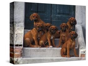 Domestic Dogs, Seven Rhodesian Ridgeback Puppies Sitting on Steps-Adriano Bacchella-Stretched Canvas