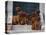 Domestic Dogs, Seven Rhodesian Ridgeback Puppies Sitting on Steps-Adriano Bacchella-Stretched Canvas