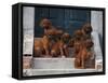 Domestic Dogs, Seven Rhodesian Ridgeback Puppies Sitting on Steps-Adriano Bacchella-Framed Stretched Canvas