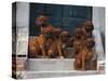 Domestic Dogs, Seven Rhodesian Ridgeback Puppies Sitting on Steps-Adriano Bacchella-Stretched Canvas