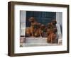 Domestic Dogs, Seven Rhodesian Ridgeback Puppies Sitting on Steps-Adriano Bacchella-Framed Premium Photographic Print