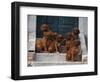 Domestic Dogs, Seven Rhodesian Ridgeback Puppies Sitting on Steps-Adriano Bacchella-Framed Premium Photographic Print