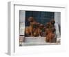 Domestic Dogs, Seven Rhodesian Ridgeback Puppies Sitting on Steps-Adriano Bacchella-Framed Premium Photographic Print