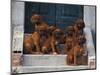 Domestic Dogs, Seven Rhodesian Ridgeback Puppies Sitting on Steps-Adriano Bacchella-Mounted Premium Photographic Print