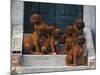 Domestic Dogs, Seven Rhodesian Ridgeback Puppies Sitting on Steps-Adriano Bacchella-Mounted Photographic Print