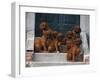 Domestic Dogs, Seven Rhodesian Ridgeback Puppies Sitting on Steps-Adriano Bacchella-Framed Photographic Print