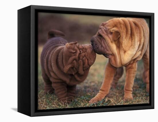 Domestic Dogs, Shar Pei Puppy and Parent Touching Noses-Adriano Bacchella-Framed Stretched Canvas