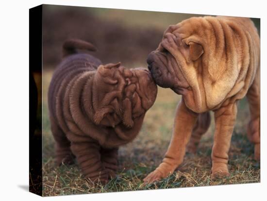 Domestic Dogs, Shar Pei Puppy and Parent Touching Noses-Adriano Bacchella-Stretched Canvas