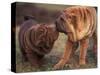 Domestic Dogs, Shar Pei Puppy and Parent Touching Noses-Adriano Bacchella-Stretched Canvas