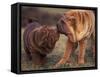 Domestic Dogs, Shar Pei Puppy and Parent Touching Noses-Adriano Bacchella-Framed Stretched Canvas