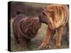 Domestic Dogs, Shar Pei Puppy and Parent Touching Noses-Adriano Bacchella-Stretched Canvas