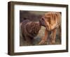 Domestic Dogs, Shar Pei Puppy and Parent Touching Noses-Adriano Bacchella-Framed Premium Photographic Print