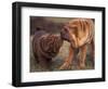 Domestic Dogs, Shar Pei Puppy and Parent Touching Noses-Adriano Bacchella-Framed Premium Photographic Print