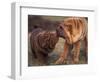 Domestic Dogs, Shar Pei Puppy and Parent Touching Noses-Adriano Bacchella-Framed Premium Photographic Print