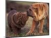 Domestic Dogs, Shar Pei Puppy and Parent Touching Noses-Adriano Bacchella-Mounted Premium Photographic Print