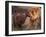 Domestic Dogs, Shar Pei Puppy and Parent Touching Noses-Adriano Bacchella-Framed Photographic Print