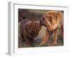 Domestic Dogs, Shar Pei Puppy and Parent Touching Noses-Adriano Bacchella-Framed Photographic Print