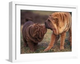 Domestic Dogs, Shar Pei Puppy and Parent Touching Noses-Adriano Bacchella-Framed Photographic Print