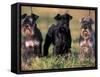 Domestic Dogs, Three Miniature Schnauzers on Leads-Adriano Bacchella-Framed Stretched Canvas