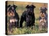 Domestic Dogs, Three Miniature Schnauzers on Leads-Adriano Bacchella-Stretched Canvas