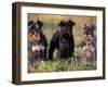 Domestic Dogs, Three Miniature Schnauzers on Leads-Adriano Bacchella-Framed Photographic Print