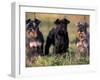 Domestic Dogs, Three Miniature Schnauzers on Leads-Adriano Bacchella-Framed Photographic Print