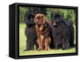 Domestic Dogs, Three Newfoundland Dogs Standing Together-Adriano Bacchella-Framed Stretched Canvas