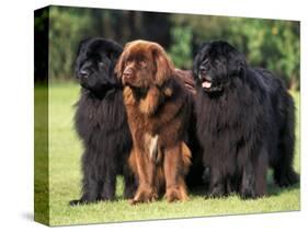 Domestic Dogs, Three Newfoundland Dogs Standing Together-Adriano Bacchella-Stretched Canvas
