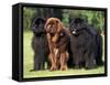 Domestic Dogs, Three Newfoundland Dogs Standing Together-Adriano Bacchella-Framed Stretched Canvas