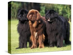 Domestic Dogs, Three Newfoundland Dogs Standing Together-Adriano Bacchella-Stretched Canvas