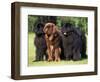 Domestic Dogs, Three Newfoundland Dogs Standing Together-Adriano Bacchella-Framed Premium Photographic Print