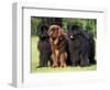 Domestic Dogs, Three Newfoundland Dogs Standing Together-Adriano Bacchella-Framed Premium Photographic Print