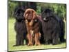 Domestic Dogs, Three Newfoundland Dogs Standing Together-Adriano Bacchella-Mounted Premium Photographic Print